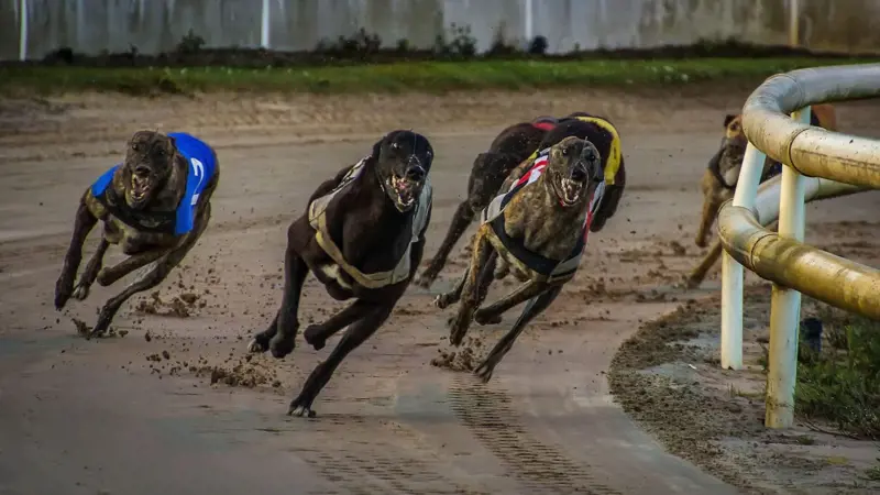 greyhound-racing-3964594_1920_0