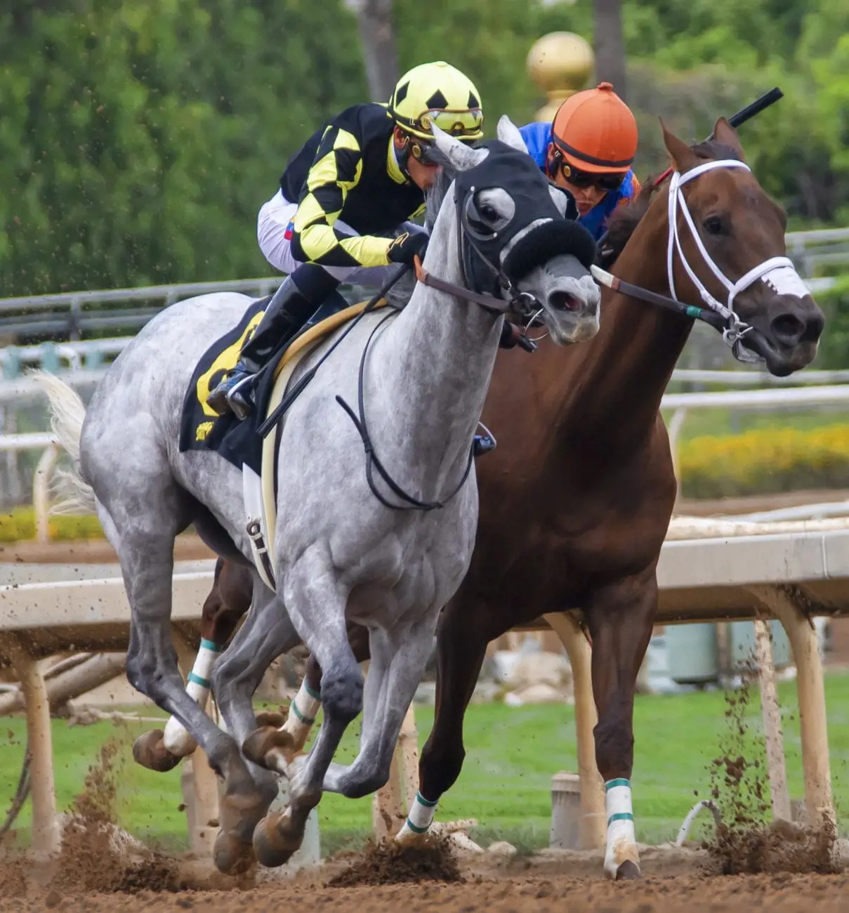 horses-3817727_1920