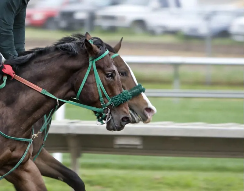 Horse-Racing-3